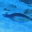 Scarus chameleon Choat et Randall, 1986