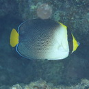 Chaetodontoplus mesoleucus (Bloch, 1787)