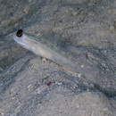 Ctenogobiops mitodes Randall, Shao et Chen, 2007