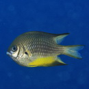 Amblyglyphidodon leucogaster (Bleeker, 1847)