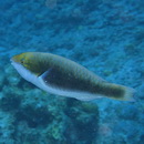 Scarus chameleon Choat et Randall, 1986