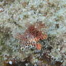 Macropharyngodon meleagris (Valenciennes, 1839)