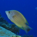 Epibulus insidiator (Pallas, 1770)