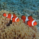 Amphiprion ocellaris Cuvier, 1830