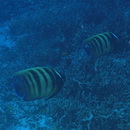 Pomacanthus sexstriatus (Cuvier, 1831)