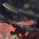 アワセイソハゼ属の1種3(仮)