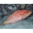 Cephalopholis spiloparaea (Valenciennes, 1828)