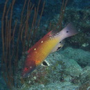 Bodianus dictynna Gomon, 2006