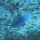 Ptereleotris evides (Jordan et Hubbs, 1925)