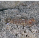 Eviota rubriguttata Greenfield et Suzuki, 2011