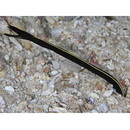 Rhinomuraena quaesita Garman, 1888