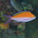 Pseudanthias bicolor (Randall, 1979)