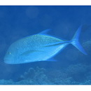 Caranx melampygus Cuvier, 1833