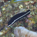 Labrichthys unilineatus (Guichenot, 1847)