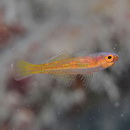 Trimma taylori Lobel, 1979