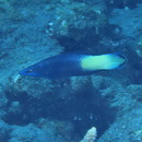 Labroides bicolor Fowler et Bean, 1928