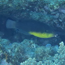 Anampses twistii Bleeker, 1856