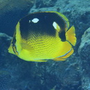Chaetodon quadrimaculatus Gray, 1831