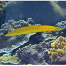 Cheilio inermis (Forsskal, 1775)