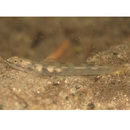 Smilosicyopus leprurus (Sakai et Nakamura, 1979)