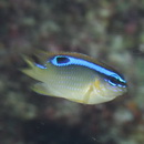 Chrysiptera brownriggii (Bennett, 1828)