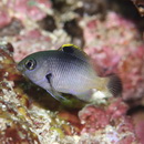 Stegastes fasciolatus (Ogilby, 1889)