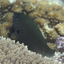 Stegastes fasciolatus (Ogilby, 1889)