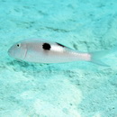 Parupeneus pleurostigma (Bennett, 1831)