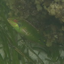 Novaculoides macrolepidotus (Bloch, 1791)