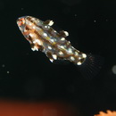 Bodianus dictynna Gomon, 2006