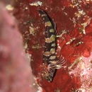 Enneapterygius fuscoventer Fricke, 1997