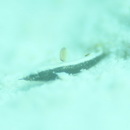 Gobiidae, indeterminate genus et species