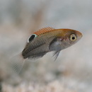 Pomacentrus bankanensis Bleeker, 1853