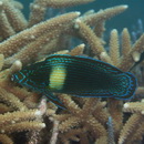 Labrichthys unilineatus (Guichenot, 1847)