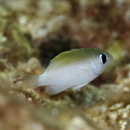 Plectroglyphidodon imparipennis (Vaillant et Sauvage, 1875)