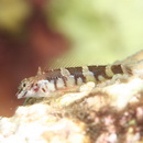 Enneapterygius fuscoventer Fricke, 1997