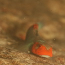 Lentipes armatus Sakai et Nakamura, 1979