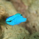 Chrysiptera cyanea (Quoy et Gaimard, 1825)