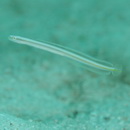 Gunnellichthys viridescens Dawson, 1968