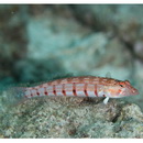 Parapercis multiplicata Randall, 1984