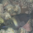 Stegastes albifasciatus (Schlegel et Muller, 1839)