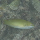 Stethojulis strigiventer (Bennett, 1832)