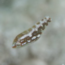 Stethojulis strigiventer (Bennett, 1832)