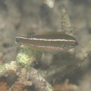 Stethojulis strigiventer (Bennett, 1832)