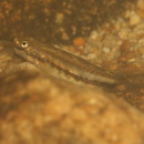 Stiphodon alcedo Maeda, Mukai et Tachihara, 2011