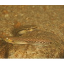 Stiphodon alcedo Maeda, Mukai et Tachihara, 2011