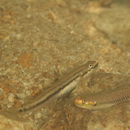 Stiphodon alcedo Maeda, Mukai et Tachihara, 2011