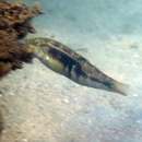 Halichoeres miniatus (Valenciennes, 1839)