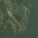 Halichoeres miniatus (Valenciennes, 1839)