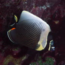 Chaetodon reticulatus Cuvier, 1831